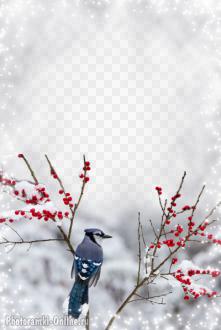 фотоэффект зимний с птицей и ягодами